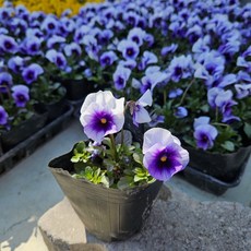 양형제농원 펜지봄꽃 펜지꽃 펜지색상 소품, 1개, 2번째사진 흰색보라