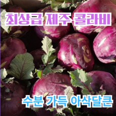 프리미엄 최상급 제주 콜라비 정품 산지직송 아삭한 채소, 2kg, 1세트