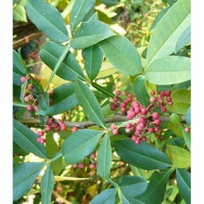 竹葉花椒純精油, 1個, 50ml