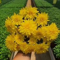 [무지개꽃/색상선택17종] 가드닝 국화 (꽃크기 6cm 소국 화분), 38. 노랑 겹꽃 (크리스탈 솔라), 1개