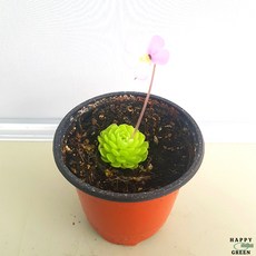 [해피그린 화원] 제비꽃 에셀라니아 벌레잡이 식물 045, 1개