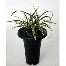 일본춘란 제관 동양난 희귀난 고급난 동양란 그린난농원, 1개