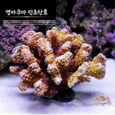 영아쿠아 인조산호 코랄 YA1711