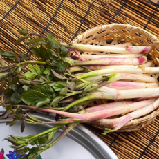 [한정특가] 100%자연산 제철 두릅 눈꽃 땅두릅 특품, 2kg, 1개