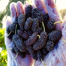 2025년 국내산 농장직송 고창 오디 생과 급냉 발송 과상2호 특품 품종, 1박스, 1kg