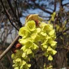 히어리(실생2년), 1개