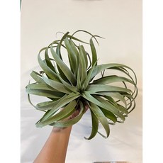 空氣風離 卡比他他 銀玫瑰 capitata Silver Rose 超大成株 空氣鳳梨, 1個