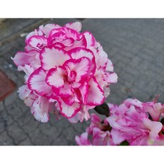 (떡잎상가) 대대손손 키우는 나무 금황철쭉 중품, 1개, 사진참조