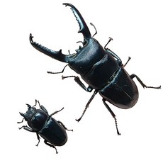 루나벅스 초대형 넓적사슴벌레 키우기 성충 한쌍, 1세트, 수컷 74~76mm 암컷34mm이상