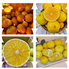 <몰입> 제주 황금향 가정용 고농도 천혜향 가정용 중소과 중대과 2kg 3kg 5kg, 1박스, 중대과황금 3kg