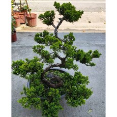 霏霏園藝真柏盆栽 室內綠植裝飾 仿真植物擺設 提升居家品味, 1個