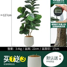 의류 매장 간이 조립식 행거 탈의실 간이행거 의류매장, X. 바이올린 리프 무화과 126cm 거위알, X. 바이올린 리프 126cm 거위알