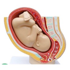 태아 모형 만삭 여성 자궁 의료용 인체모형 임신 전체 용어 골반 모델 생식 산부