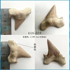 메갈로돈 귀 이빨 상어 실제 화석 원석 광석 표본 모로코 해양 고생물학 장식 선물, ECS-019