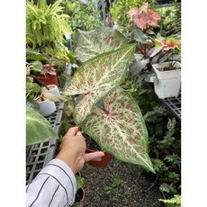 霏霏園藝 最新品種彩葉芋 4吋盆栽 色彩斑斕 輕鬆養護 點綴居家, 1個