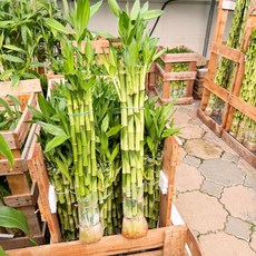 청년농부 개운죽 50cm 1+1 2개묶음 수경식물 피톤치드 공기정화식물