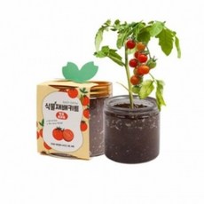 식물재배키트 식물키우기 텃밭가꾸기 식물기르기 씨앗기르기, 11재배키트-봉선화