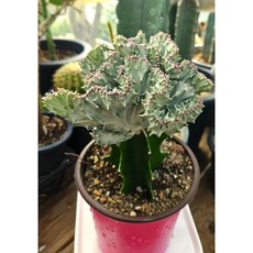 팅커벨 유포르비아