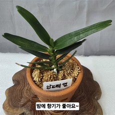 앙드레컴/밤에 향기가 진합니다, 1개