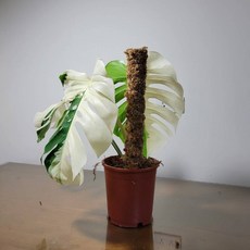 欣榮園藝 水苔棒 攀爬柱 觀葉植物椰纖棒, 米色,單隻組厚度4.5公分