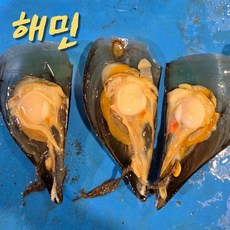 국내산 키조개 - 국내산 산지직송 자연산, 1개, 중 1미