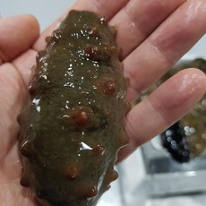 통영 해녀가 직접 채취한 자연산 참해삼 해삼 회 500g 1kg 당일채취, 1박스, 500g (3-10미)