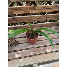 孤挺花 月神 多年生球根花卉, 月神孤挺花四吋盆