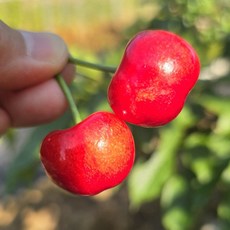 산들체리 고당도 국산 영동 체리 대과 농장직판 500g 1kg, 1박스, 생체리 500g