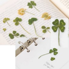 빅조이 압화스티커 네잎클로버 일기장