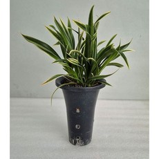 천금7촉/풍성함/취미난/동양란/그린난농원, 1개