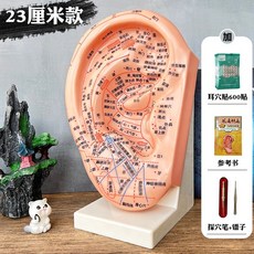 귀 지압 모형 교육용 경혈 한의원 한의학 가정용 모델, 1세트, 23cm교육용 참고서 스티커 600개+펜 핀셋