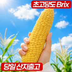 [2026년] 산지직송 고당도 초당옥수수, 1박스, 특품 5개입
