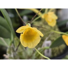 [꽃밭에서 난원] 서양란/덴드로비움(앙팡 1개), 1개