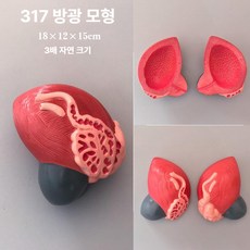 인체 장기 해부 모형 심장 간 의학 교육용 해부학 구조, 317/소변기 18x12x15cm, 1개, 1L