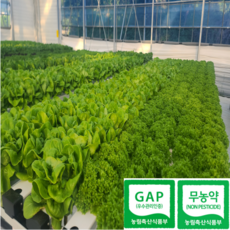 [도하팜] 유러피안샐러드 채소 수경재배 친환경 무농약 GAP 유럽샐러드 믹스 유럽상추 모듬채소 버터헤드 프릴아이스 카이피라등, 1개, 1kg