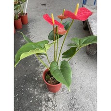 霏霏園藝 火鶴盆栽 5寸盆, 1個