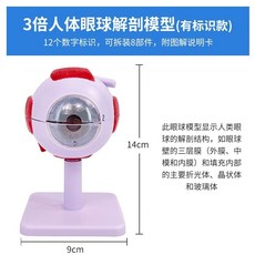 해부학 안구 모델 눈 이동식 인간 4.C 소품 교육 모형, A. 3배 확대된 안구  12개의 디지털 로고