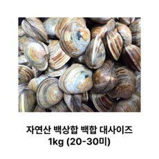 [정품] 자연산 제철 백상합 백합 조개 큰사이즈 1 kg 백생합 해감 캠핑 조개구이 택배 대사이즈, 1개, 자연산백합대1kg(20-30미)