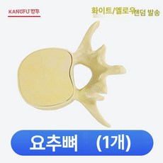 척추 요추 모형 탈출증, 요추 척추 무작위색상, 1개