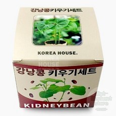 식물키우는 재미 강남콩 화분키트 콩키우기 야채키우기 식물재배기