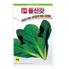 돌산갓 씨앗 종자 모종 텃밭 키우기 기르기 돌산갓파종, 1개