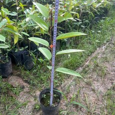 黑刺榴槤苗 馬來西亞嫁接榴槤樹苗 果樹盆栽 熱帶水果苗, 1個, 40-50cm一單最多3棵