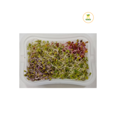모듬새싹(50g), 1개