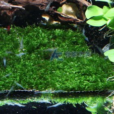 AC草影 小三角默思鐵片 蝴蝶莫絲鐵片 (一片) 陰性水草, 1個