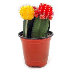 미미네아쿠아 반려식물 다육식물 선인장 - 세자매 1포트