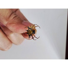 탁상용액자 곤충 표본 기념 표본 상자, 뿔 거미, 1개