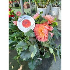 WASHIZAWA DAHLIA 日本秋田系列大理花 觀賞盆栽