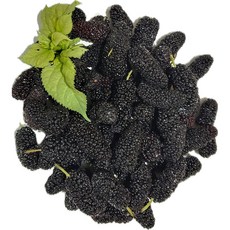 백운팜 오디(급냉) 햇 오디 3차선별 에어세척, 1개, 오디 3kg