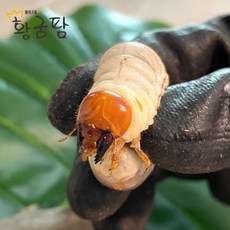 왕사슴벌레 유충 애벌레 키우기 사육세트, 수컷, 푸딩컵, 1개