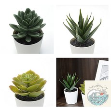 조로상점 이케아 페이카 인조 다육 식물 화분 6cm 3개 요술꽃 문가드니스 원예